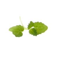 B069 Micro Lemon Balm