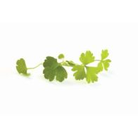 B139B Micro Celery