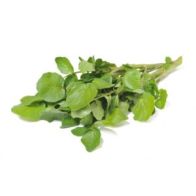  Watercress Baby