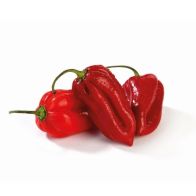 B191 Scotch Bonnet Chilli Peppers (per kg)