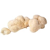 Mushrooms Lions Mane