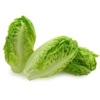 Baby Gem Lettuce (Case)