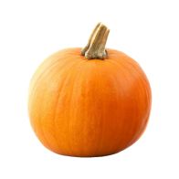 Pumpkin  Medium