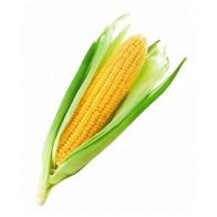 Fresh Corn on Cob in Husk