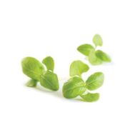 B810 Micro Green Basil