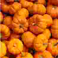 Pumpkins Munchkin XS (Seasonal)